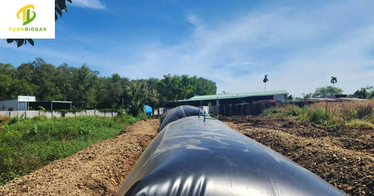 Toàn cảnh 2 túi biogas trang trại xử lý 60 khối nước thải mỗi ngày tại Vũng Tàu