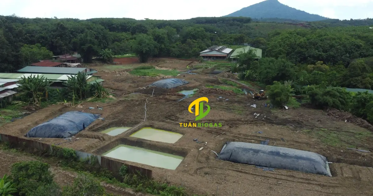 Bèo được thả trong hố sinh học sau túi biogas tại trang trại chăn nuôi