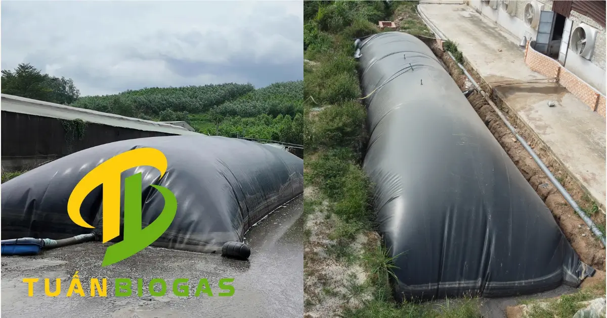 So sánh mô hình lắp túi biogas nổi trên ao và chôn hố truyền thống