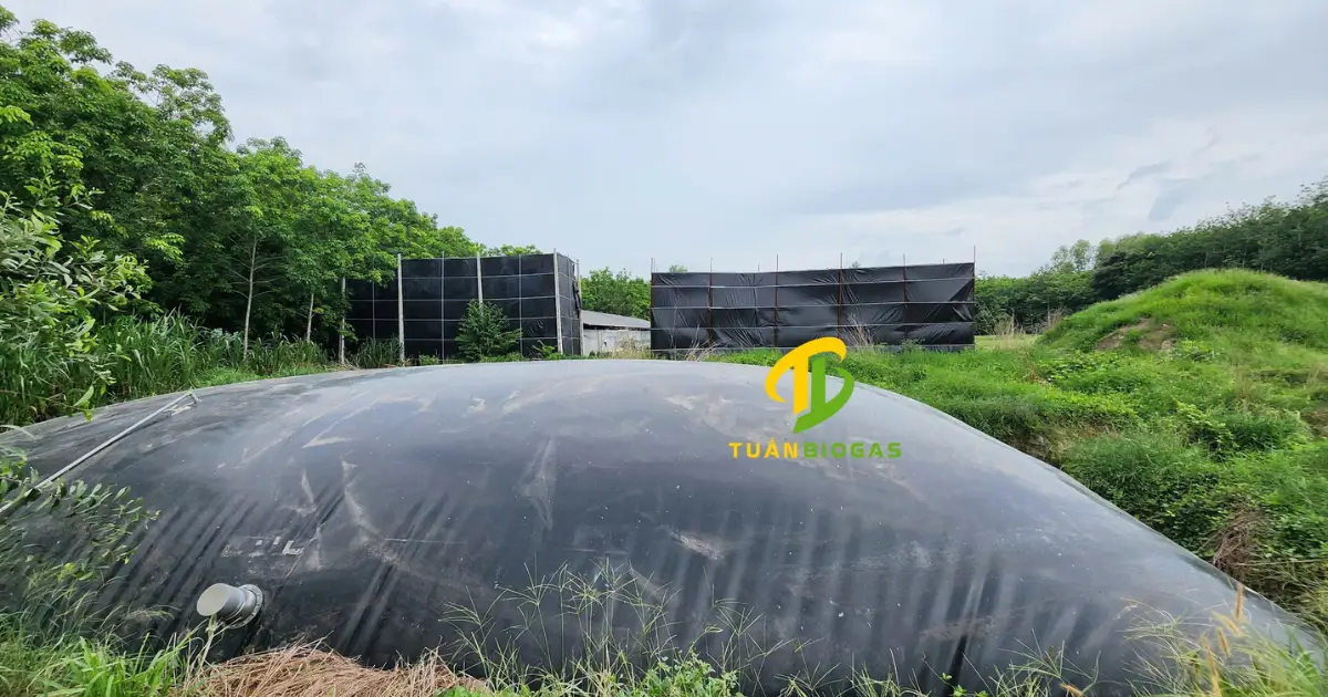 So sánh mô hình lắp túi biogas trong hố đất và lắp nổi dưới ao cho trang trại chăn nuôi