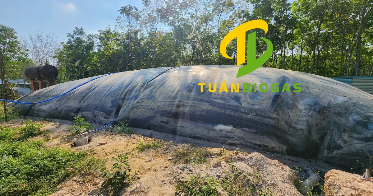 Các cỡ túi biogas trang trại theo số heo để chạy máy phát điện