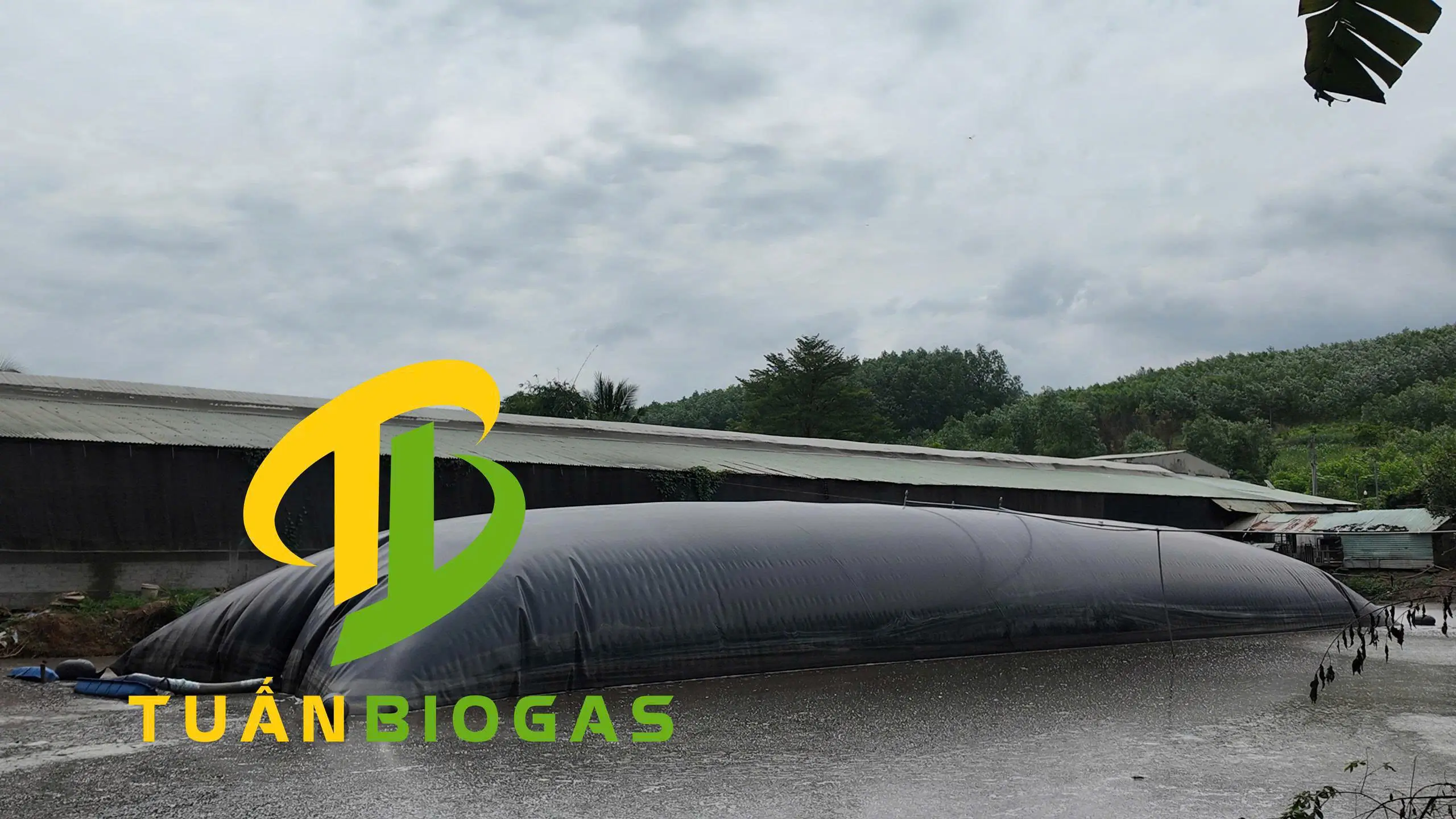 Ao nước sẵn có gần khu chuồng trại phù hợp lắp túi biogas nổi